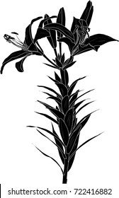 illustration with black lily flower silhouette isolated on white background