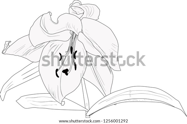 Illustration Black Lily Flower Silhouette Isolated Stock Vector ...