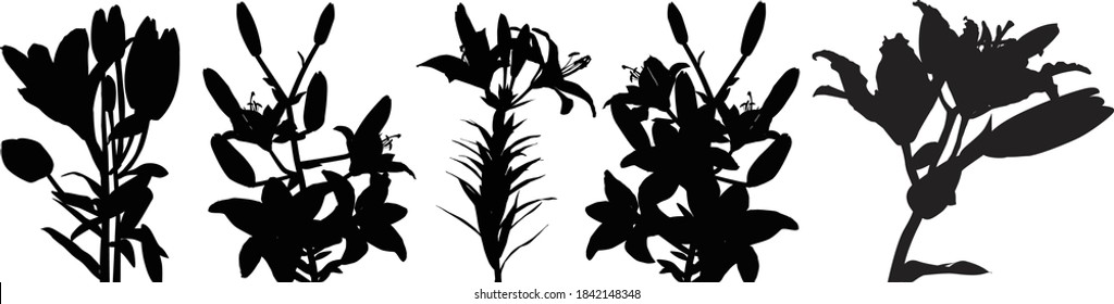 illustration with black lily flower silhouettes isolated on white background