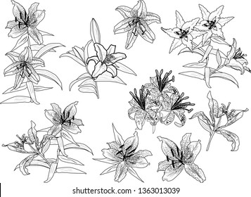 illustration with black lily flowers silhouettes isolated on white background