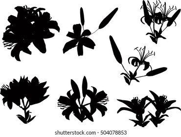 illustration with black lily flowers silhouettes isolated on white background