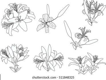 illustration with black lily flowers silhouettes isolated on white background
