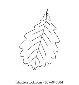 Ilustración de una hoja de roble negra aislada en un fondo blanco