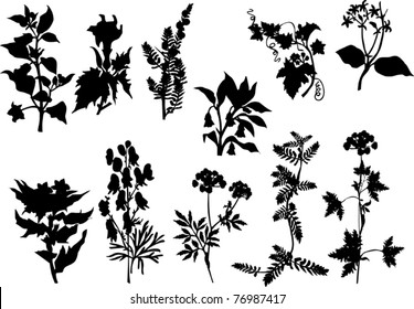 illustration with black on white plants