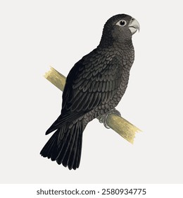 Illustration of a black parrot perched on a branch. The parrot's feathers are detailed and textured. Black parrot on branch, showing intricate feather patterns. Vintage bird illustration vector.