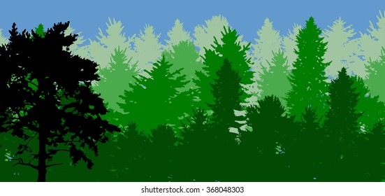 illustration with black pine in green forest