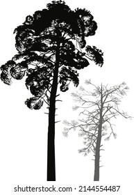 illustration with black pine silhouettes isolated on white bacgkround