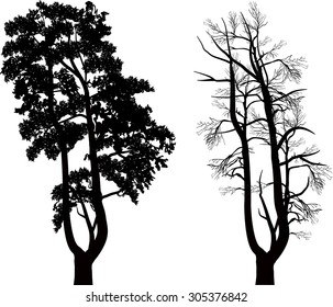 illustration with black pine silhouettes isolated on white background
