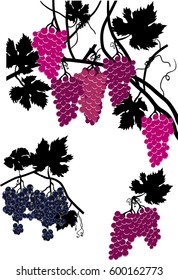 illustration with black and pink grapes isolated on white background