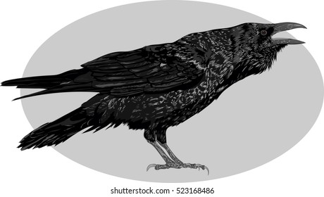 Illustration Of The Black Raven Bird. High Detailed Vector Art. 