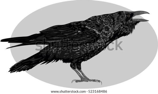 黒い烏の鳥のイラスト 詳細なベクター画像アート のベクター画像素材 ロイヤリティフリー