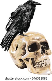 Illustration of the black raven bird  sitting on skull . High Detailed Vector Art. 