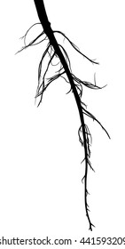illustration with black root silhouette isolated on white background