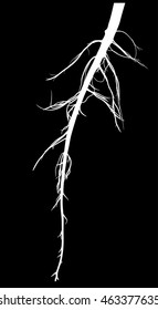 illustration with black root silhouette isolated on black background