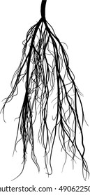 illustration with black root silhouette isolated on white background