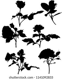 illustration with black rose flower silhouettes isolated on white background
