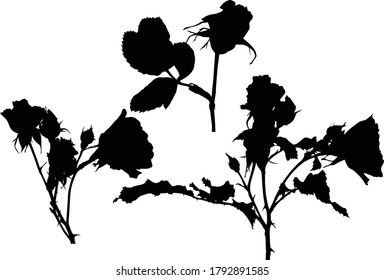 Illustration Black Rose Flower Silhouettes Isolated Stock Vector ...