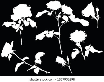illustration with black roses isolated on black background