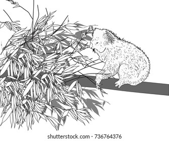 illustration with black sketch of koala on gum tree