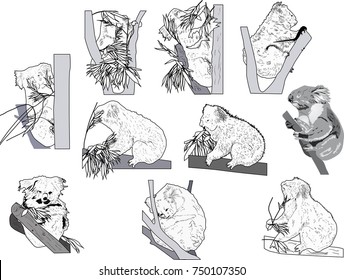 illustration with black sketches of koala on white background
