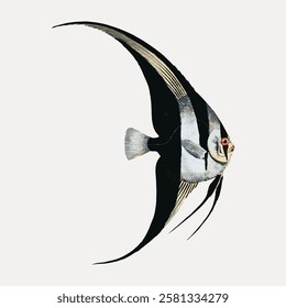 Illustration of a black and white angelfish with long fins. The angelfish is depicted in profile, showcasing its elegant, flowing fins and distinctive markings. Vintage fish illustration vector.