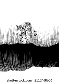 illustration of a black and white background with a tiger in the tall grass