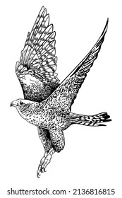 illustration black and white bird wings eagle hawk flying