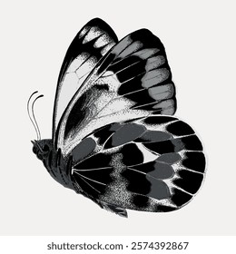 Illustration of a black and white butterfly with detailed wings. The butterfly's wings show intricate patterns. Black and white butterfly art. Vintage art drawing, isolated vector element.