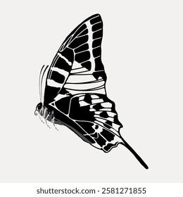 Illustration of a black and white butterfly with detailed wing patterns. The butterfly is shown in profile, highlighting its intricate design and elegance. Vintage butterfly illustration vector.