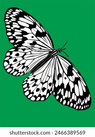 illustration of a black and white butterfly with wide wings