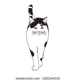 Illustration of a Black and white cat.
