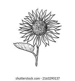 illustration black white flower leaves sunflower
