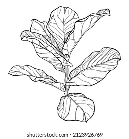 illustration black and white leaves branch plant