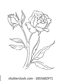 Ilustración flores lineales negras y blancas peonías dos brotes con hojas de línea vectorial arte