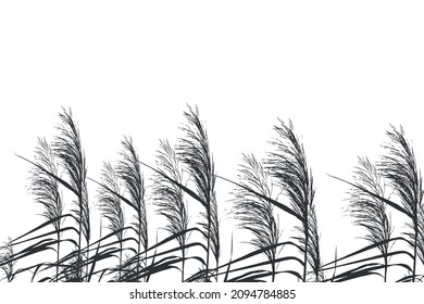 Illustration of black and white reeds.
Cane silhouette on white background.
