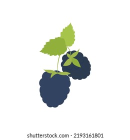 Illustration Of A Blackberry On A Branch. Vector Drawing Of Fruit For Design