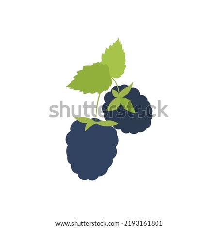 Illustration of a blackberry on a branch. Vector drawing of fruit for design