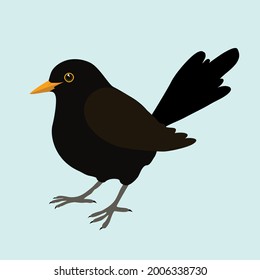 An illustration of a blackbird. It's a male bird and the background is pale blue. The bird is cut out.