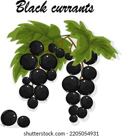 Illustration with blackcurrant berries.Colored vector illustration with blackcurrant berries on a transparent background.