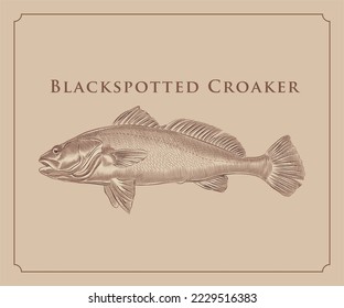 Illustration of Blackspotted croaker fish with details and highlights.