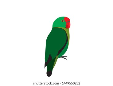 Illustration of a Black-winged lovebird, Agapornis taranta