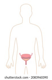 Illustration with bladder internal organ. Human body anatomy. Health care and medical image.