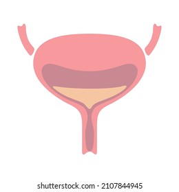 Illustration von Blaseninnorganen. Anatomie des menschlichen Körpers. Gesundheitsfürsorge und medizinische Hilfe.