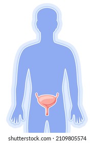 Ilustración con órgano interno de vejiga. Anatomía corporal humana. Atención de la salud e imagen médica.