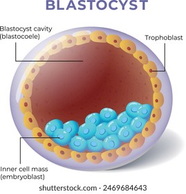 illustration of blastocyst anatomy diagram - vector