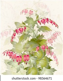 Illustration  "bleeding heart" (Dicentra spectabilis). Greeting card with flower.