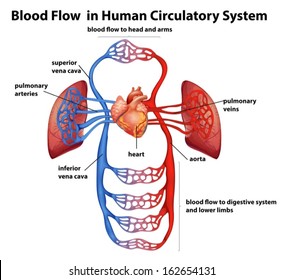 Illustration of the Blood flow in human circulatory system on a white background