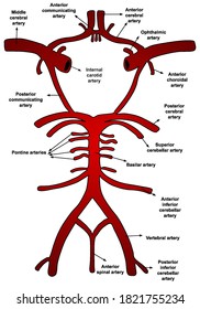 Illustration Of Blood Vessels And Brain Circulation, Circle Of Willis With Labels