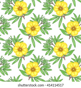 Illustration of bloodroot. Seamless vector pattern. Flowers of medicinal plants on a white background.