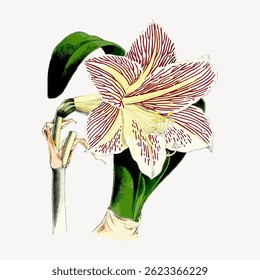 Illustration of a blooming amaryllis flower with striped petals. The amaryllis flower is shown with green leaves. Detailed amaryllis botanical drawing. Vintage flower illustration vector.